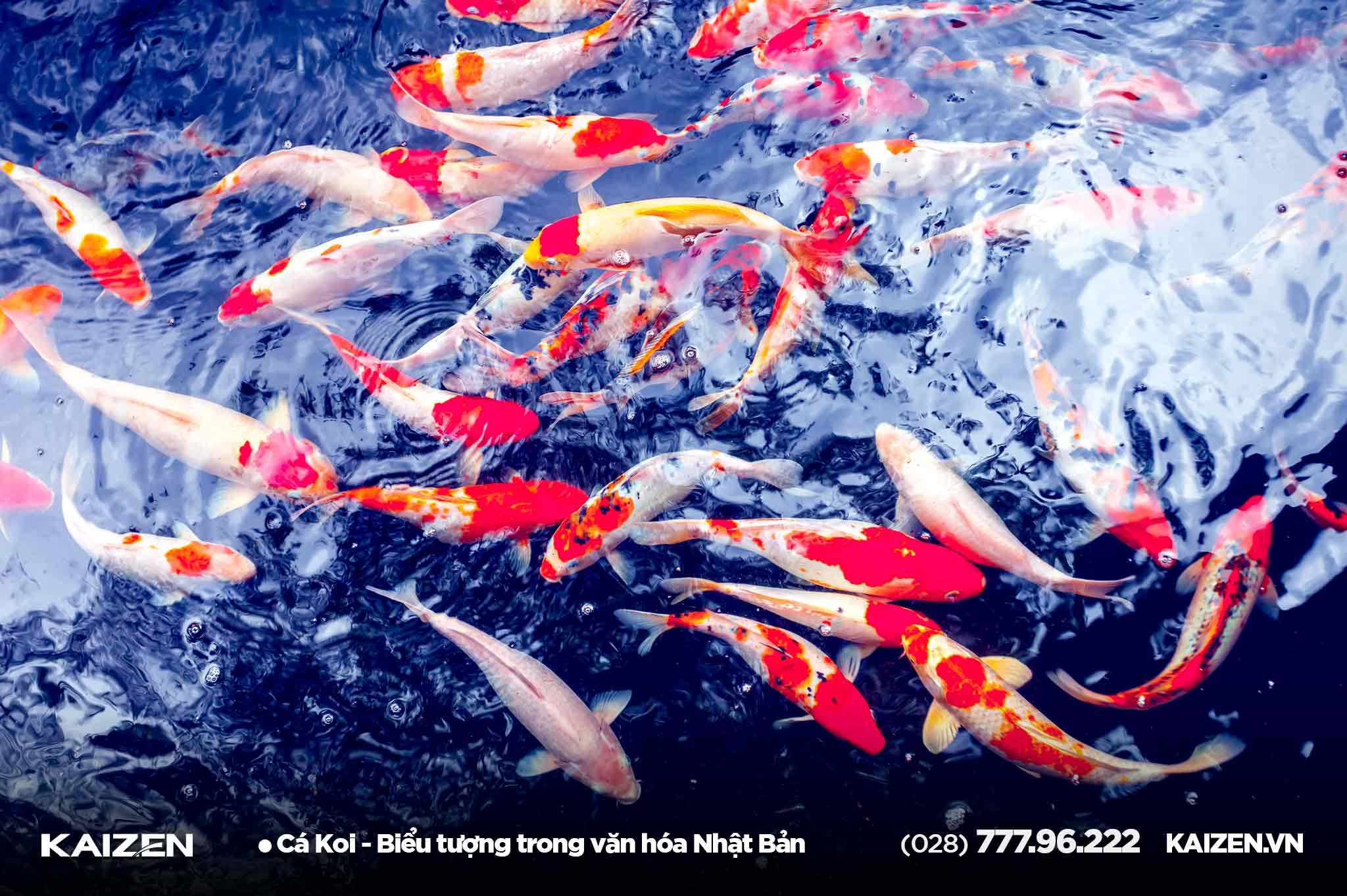 About Koi Fish