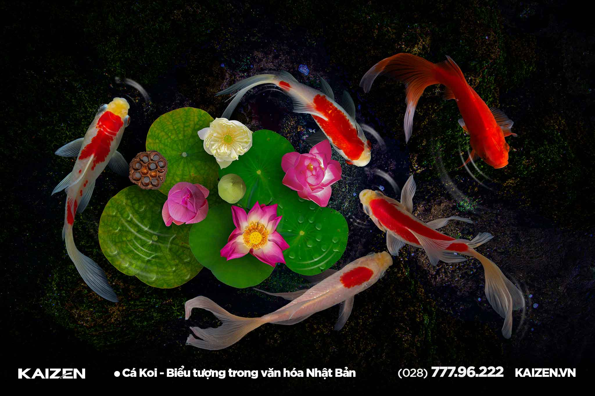 Tips for Koi Fish